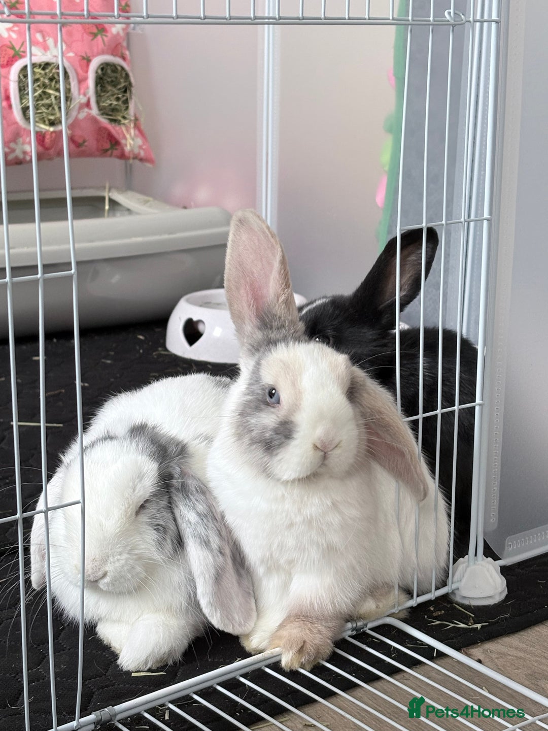 Mini Lop rabbits for sale: Two Mini Lop Bunnies  - Advert 3