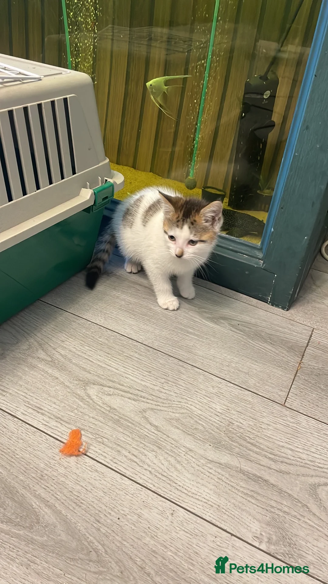 Mixed Breed cats for sale: Last little boy  - Advert 2