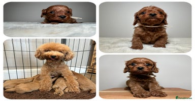 Cavapoo dogs - Advert 15
