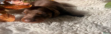 Miniature Dachshund 6