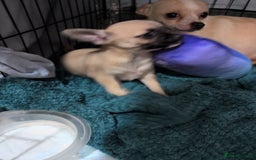 Chihuahua dogs for sale: Chihuahua puppy  - Image 5