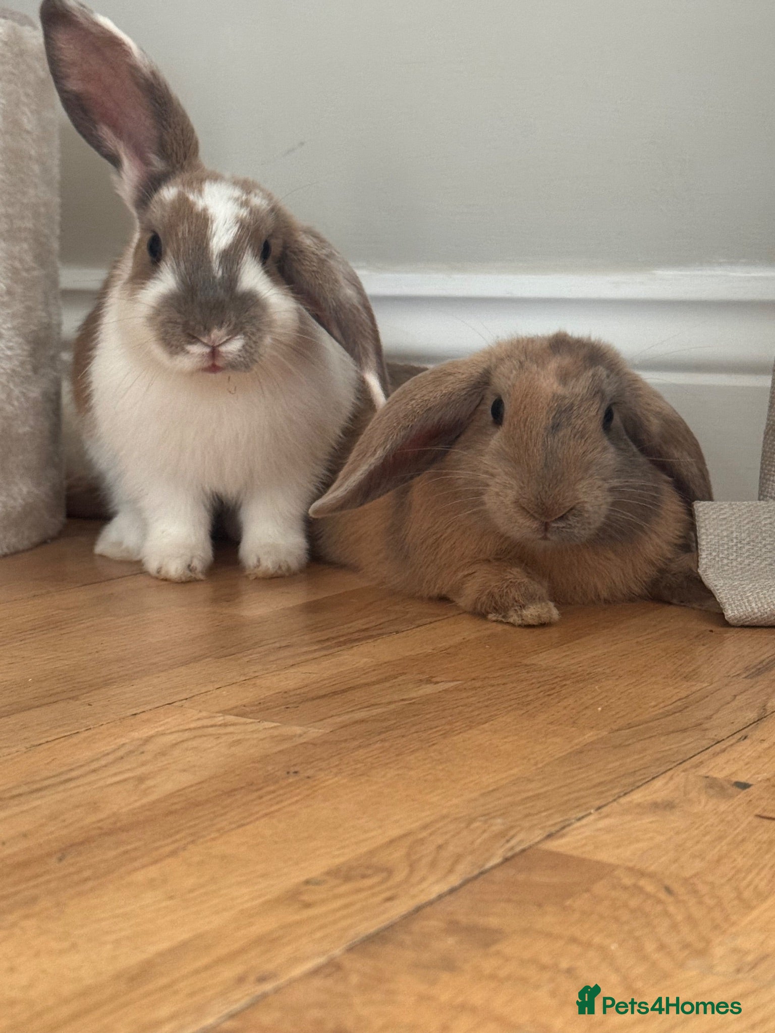 Mixed Breed rabbits Male bunnies  - Advert 10