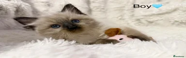 Ragdoll 1 boy 