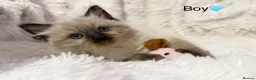 Ragdoll cats for sale: 🐾 STUNNING RAGDOLL KITTENS FOR SALE 🐾 in Milton Keynes - Advert 1