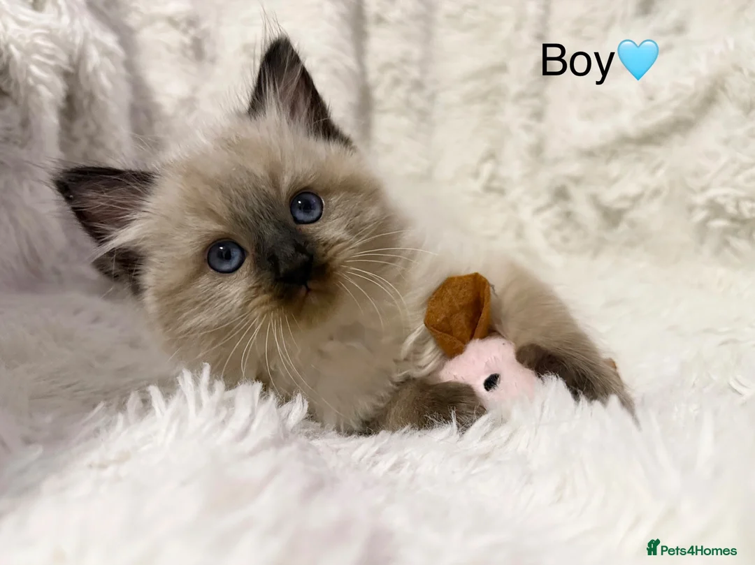 Ragdoll cats for sale: 🐾 STUNNING RAGDOLL KITTENS FOR SALE 🐾 in Milton Keynes - Advert 1