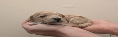 Maltipoo 1