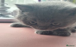 British Shorthair cats for sale: 5 British Shorthair kittens for sale - Image 16