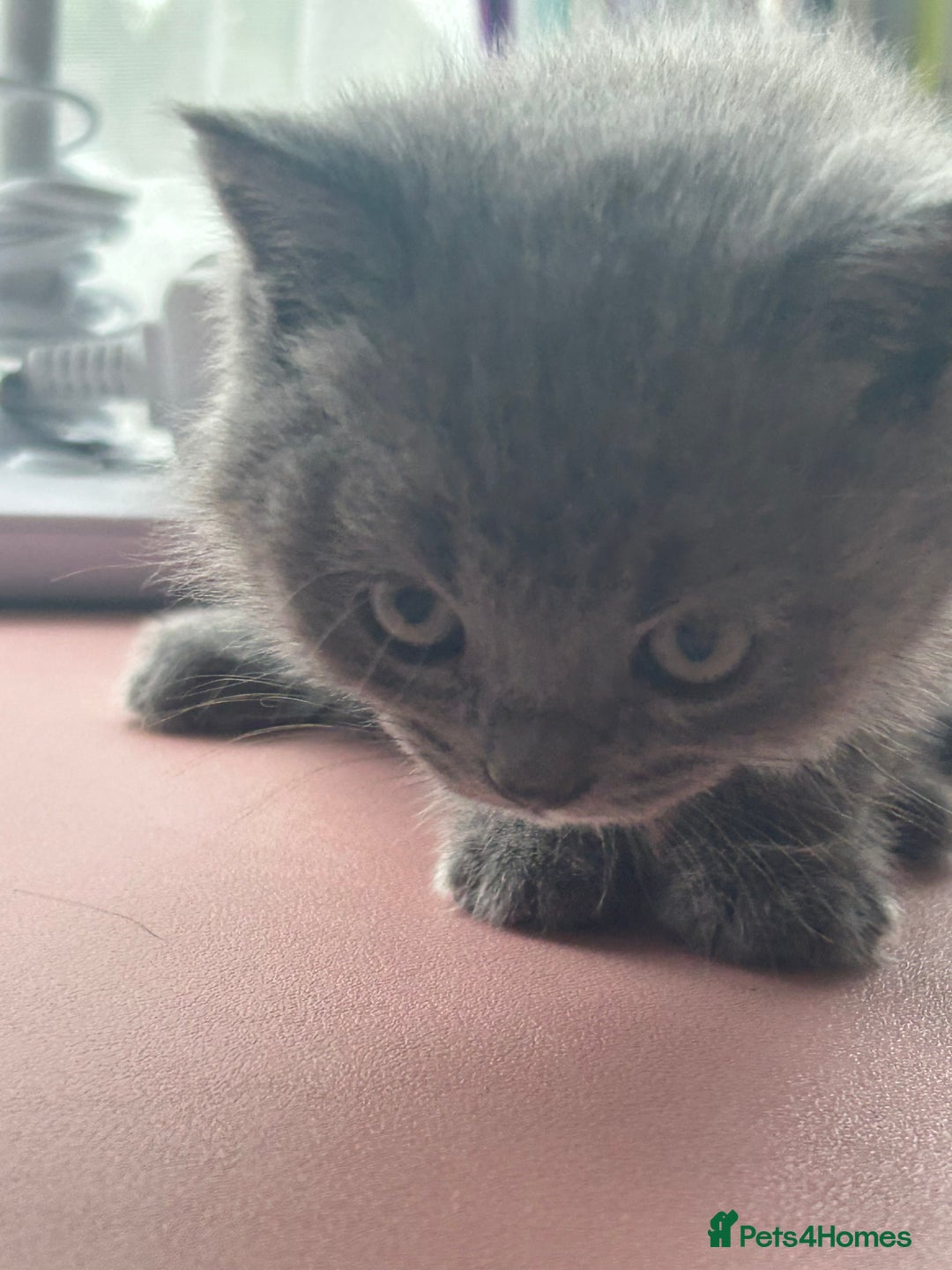 British Shorthair cats for sale: 5 British Shorthair kittens for sale - Image 16