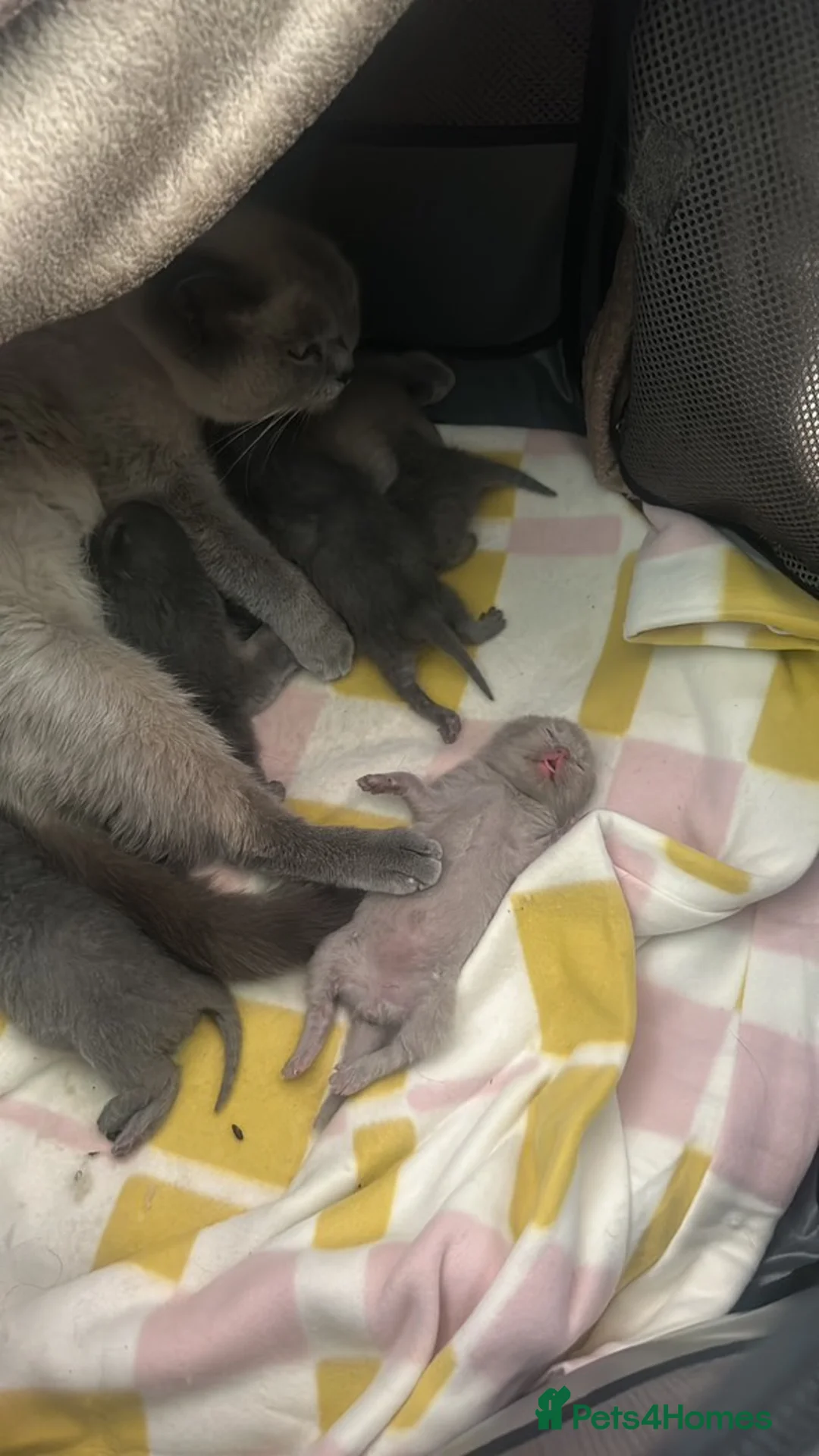 British Shorthair cats for sale: British shorthair kittens  - Advert 10
