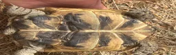 Tortoise reptiles for sale: Spur tight tortoise - Advert 7