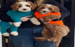 Australian Labradoodle dogs for sale: Genuine 100% Australian Labradoodle Puppies - Image 13