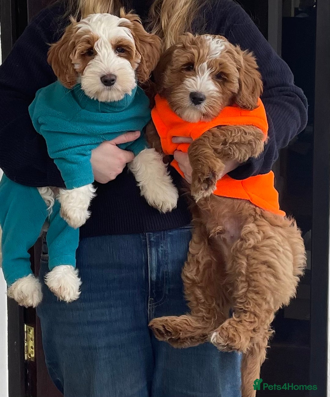 Australian Labradoodle dogs for sale: Genuine 100% Australian Labradoodle Puppies - Image 13