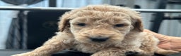 Goldendoodle dogs for sale: F1B STANDARD GOLDENDOODLE - Advert 15