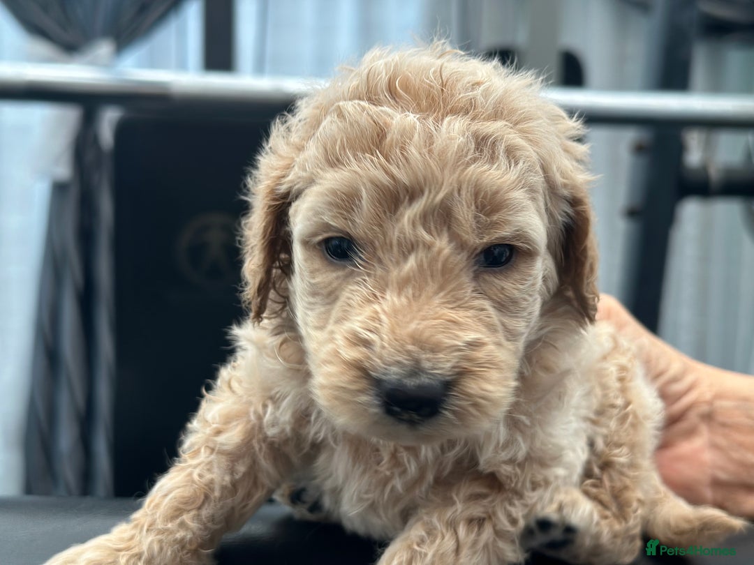 Goldendoodle dogs for sale: F1B STANDARD GOLDENDOODLE - Advert 15