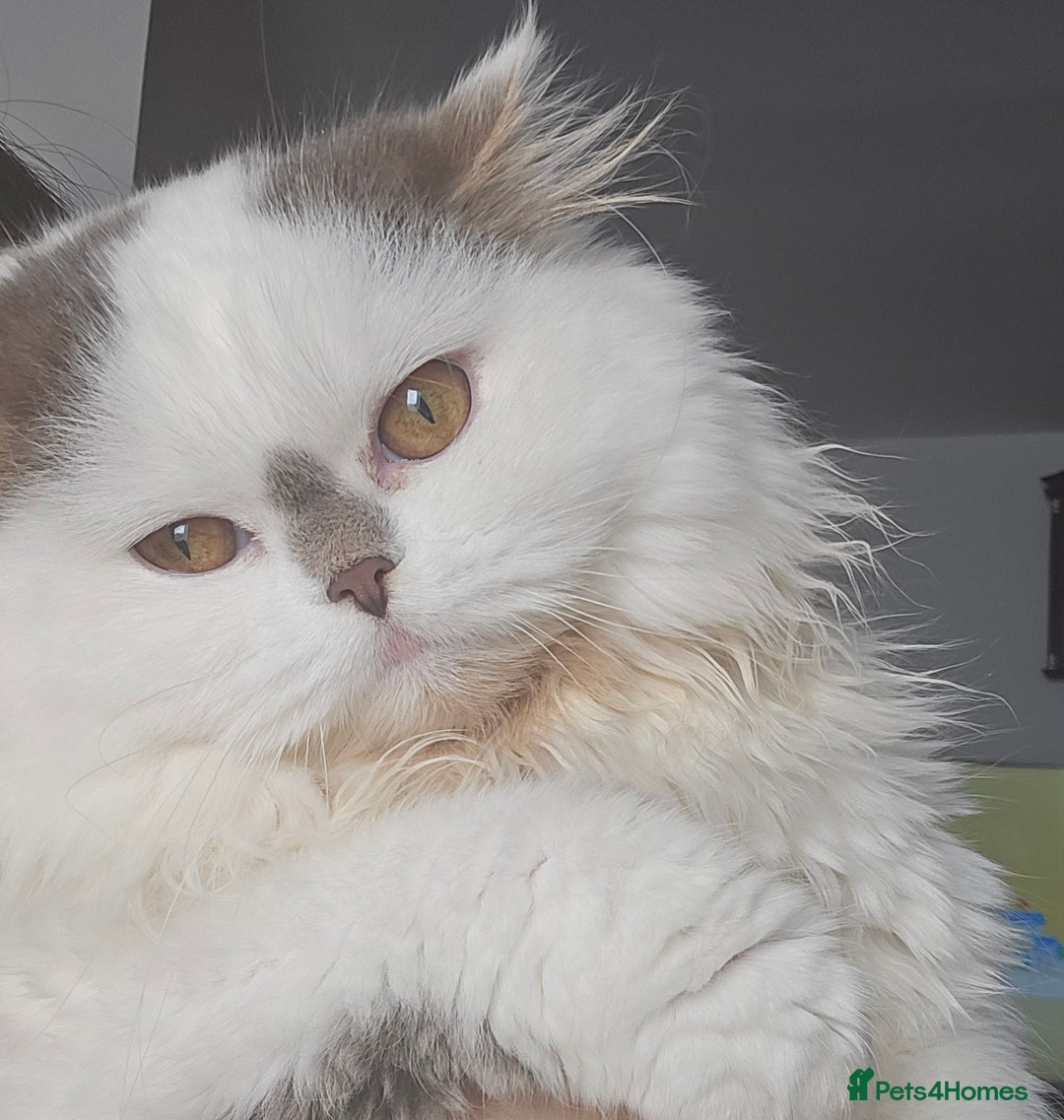 Scottish Fold cats for sale: A very beautiful Scottish Fold kitten - Advert 5