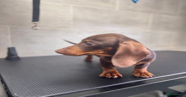 Miniature Dachshund dogs - Advert 5