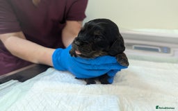 Cockapoo dogs for sale: •F1B Cockapoo Pups - Black & Tan - Ready 19th Dec• - Image 13