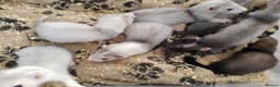 Ferret rodents for sale: Micro x semi angora  - Advert 7
