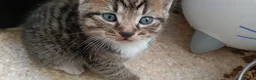 Bengal cats for sale: Bengal and Tuxedo Kittens.   - Advert 4