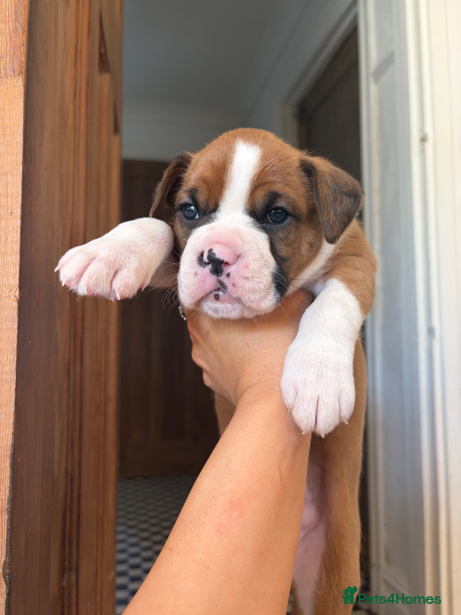 Boxer dogs Boxer puppies 30 generations  Bob tail GIRlS red - Advert 5