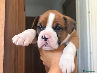 Boxer dogs Boxer puppies 30 generations Bob tail GIRlS red - Advert 5