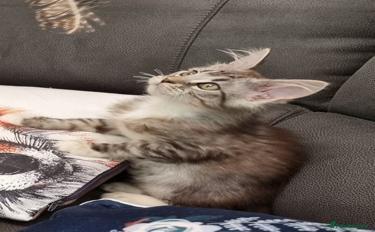 Maine Coon cats - Advert 10