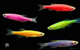 Catfish fish for sale: Ternecia Glo Danio Cockerels,Catfish - Image 6