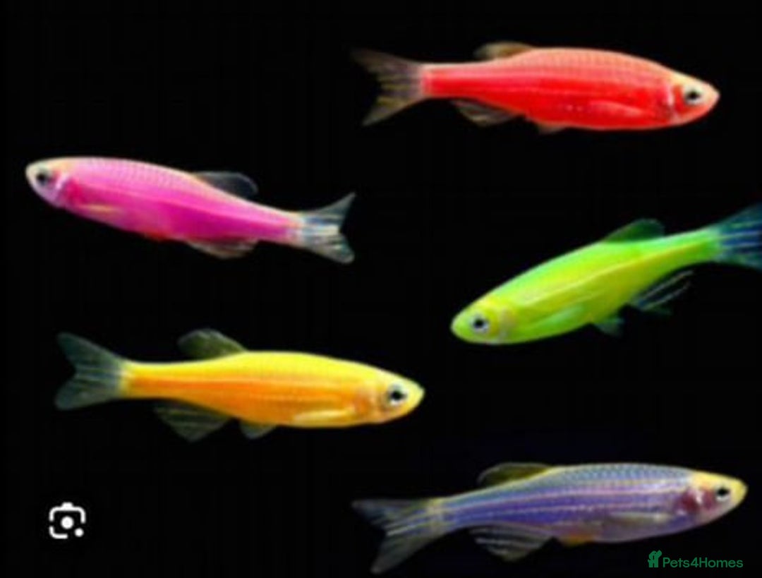 Catfish fish for sale: Ternecia Glo Danio Cockerels,Catfish - Image 6