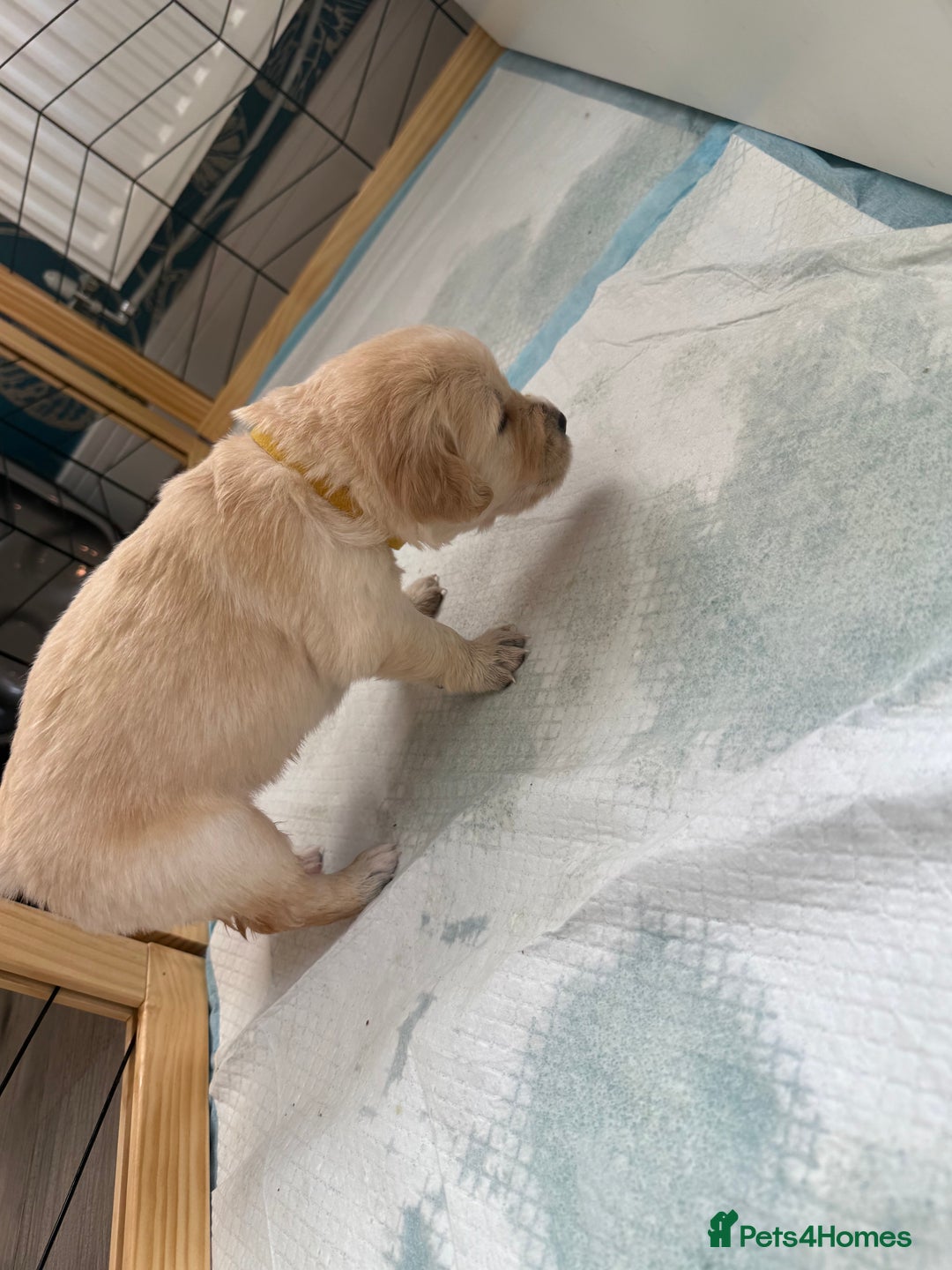 Golden Retriever dogs for sale: Golden Retriever Chunky Puppies for sale - Image 18