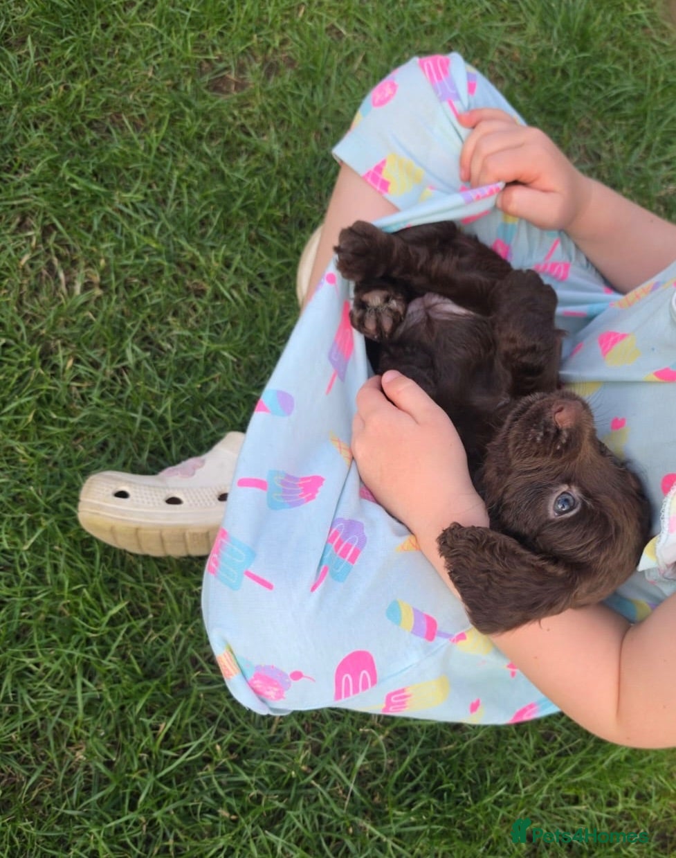 Cocker Spaniel dogs Working Cocker Spaniel Puppies  - Advert 1