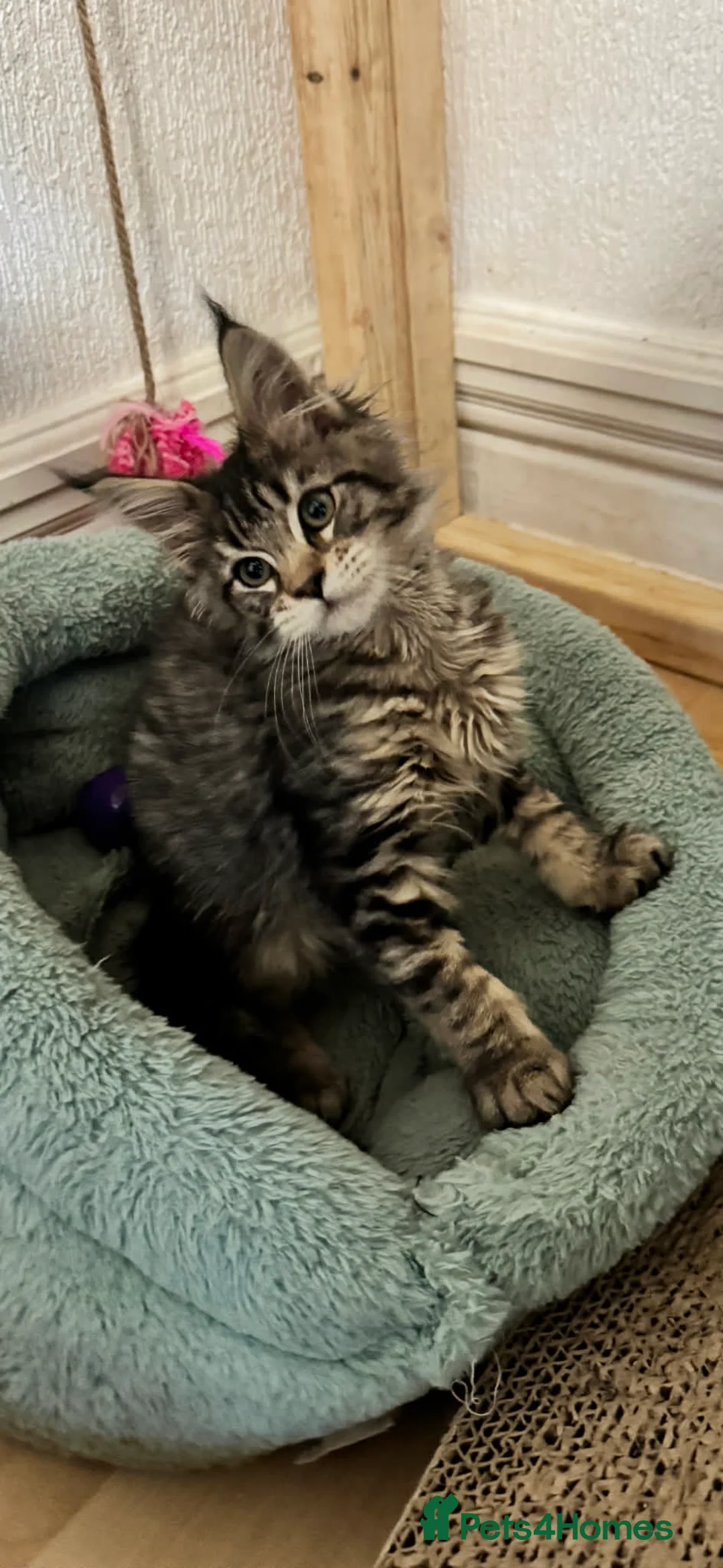 Maine Coon cats for sale: Beautiful Maine Coon Female Kitten – Pet Only –  - Advert 5