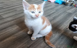 European cats for sale: 3 kittens looking for a home - Image 4