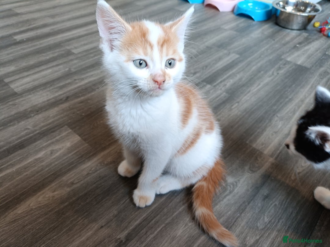 European cats for sale: 3 kittens looking for a home - Image 4