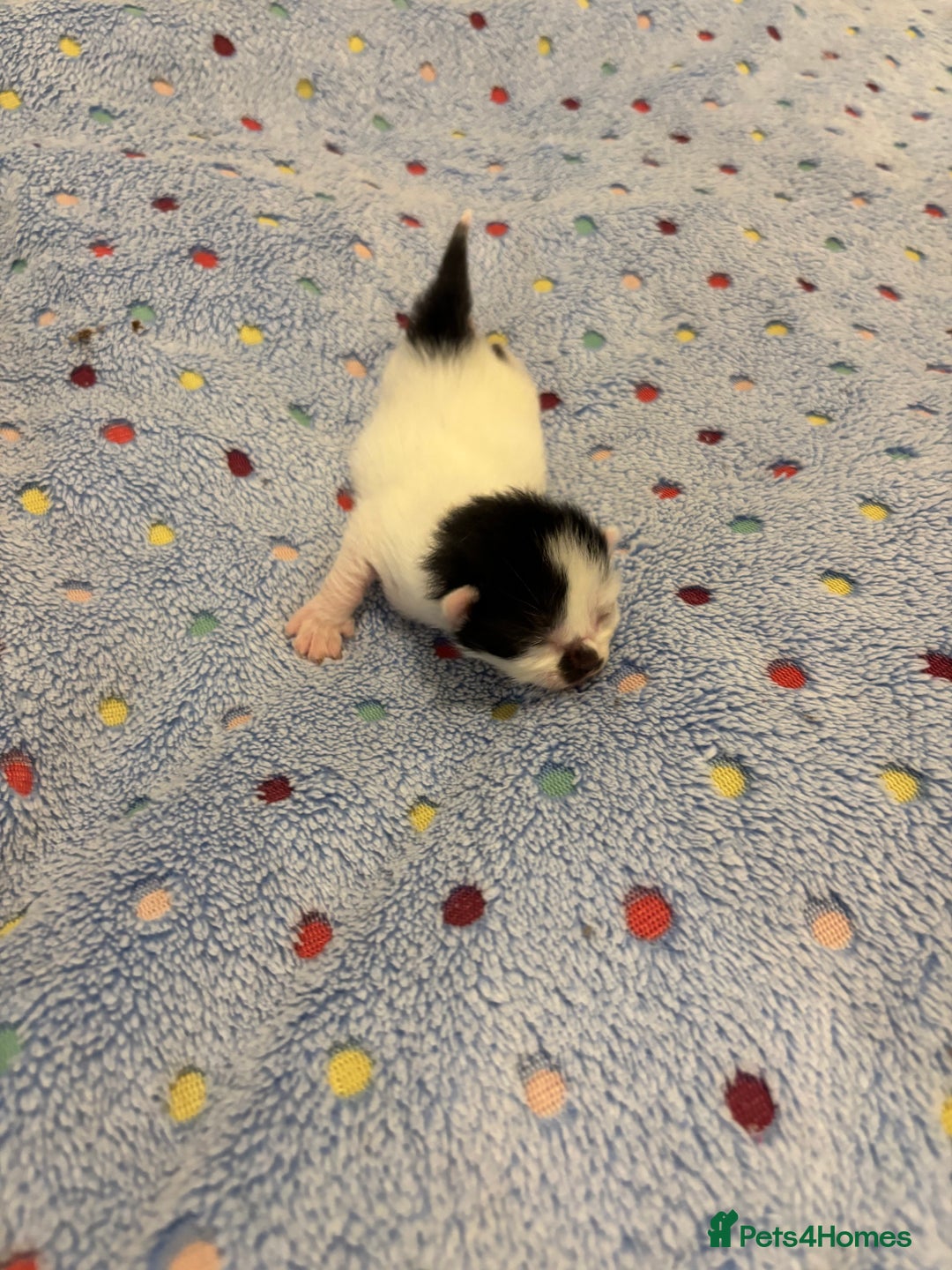 Mixed Breed cats for sale: Beautiful kittens for sale 🥰 - Advert 24