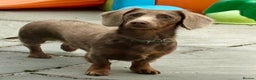 Dachshund dogs for stud:  STUD 💙Miniature dachshund Isabelle long hair - Advert 2