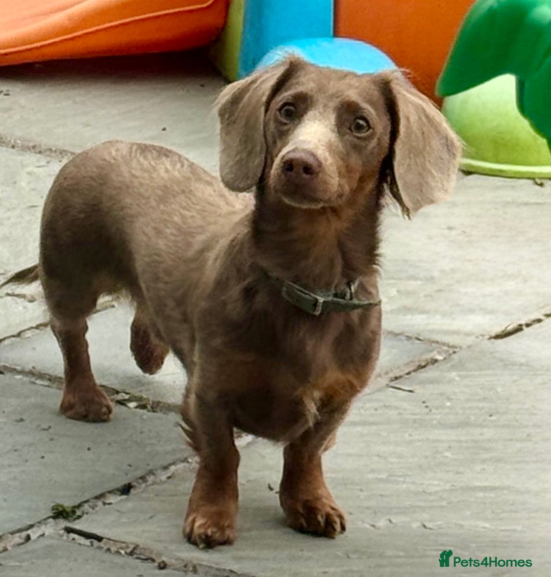 Dachshund dogs for stud:  STUD 💙Miniature dachshund Isabelle long hair - Advert 2