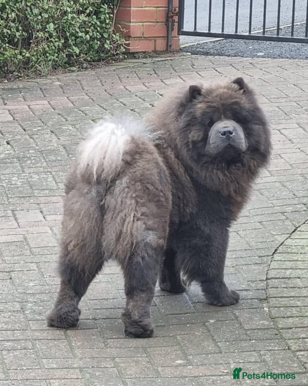 Chow Chow dogs for sale: KC REG CHOW CHOW PUPPIES - Image 16
