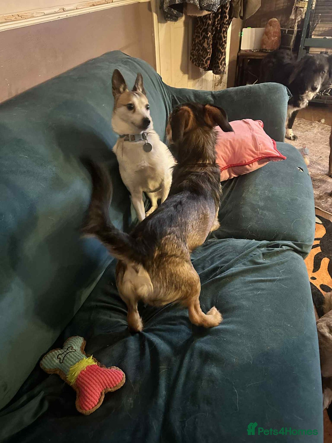 Mixed Breed dogs for adoption: Tia - Taverham Norfolk  - Advert 9