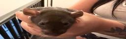 Rat rodents for sale: Beautiful Dumbo rats 3 girls and 6 boys available  - Advert 19