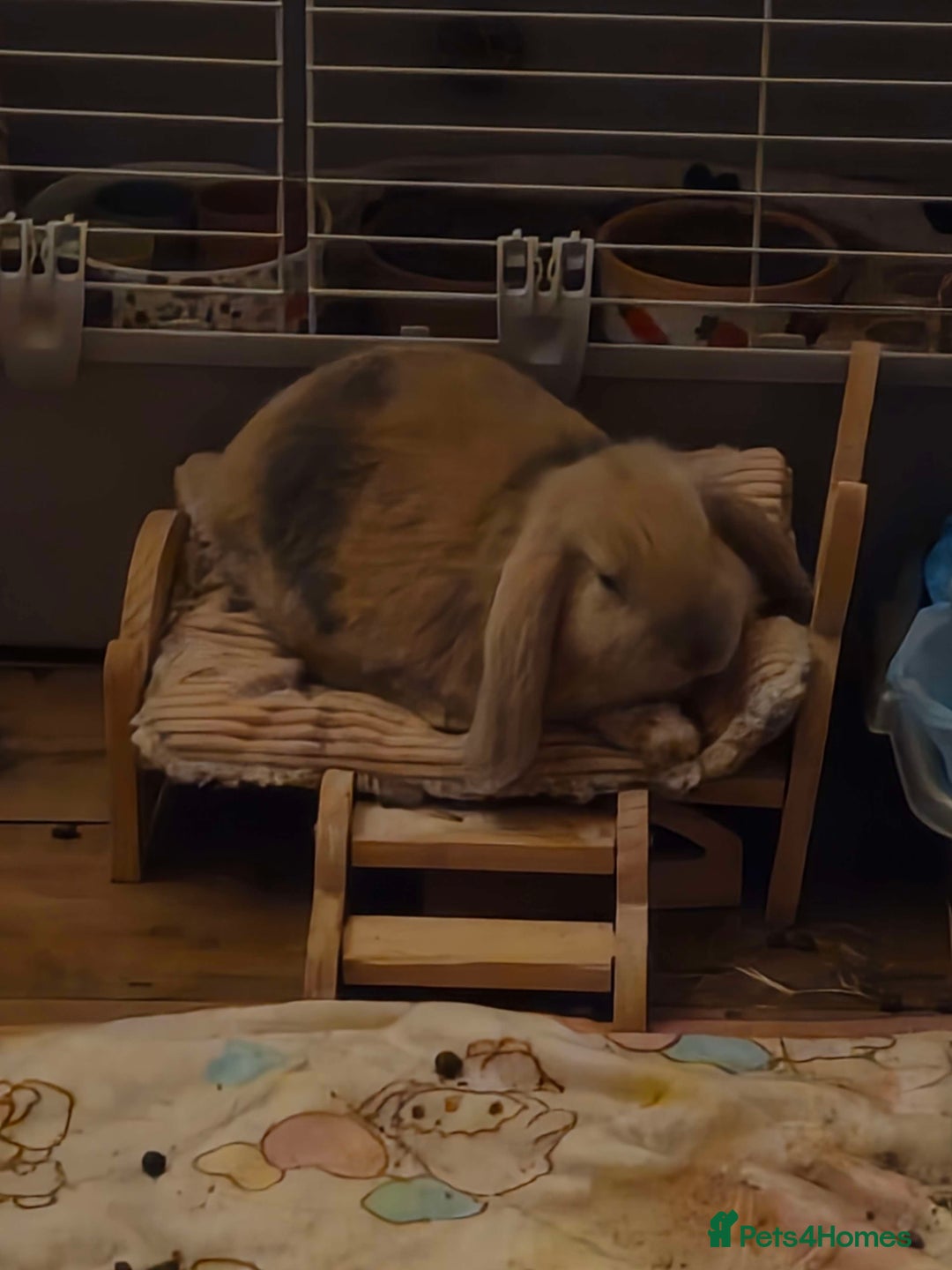 English Lop rabbits for sale: english lop rabbit - Advert 1