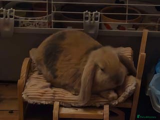 English Lop rabbits english lop rabbit - Advert 2