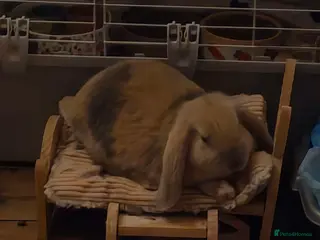 English Lop rabbits english lop rabbit - Advert 17