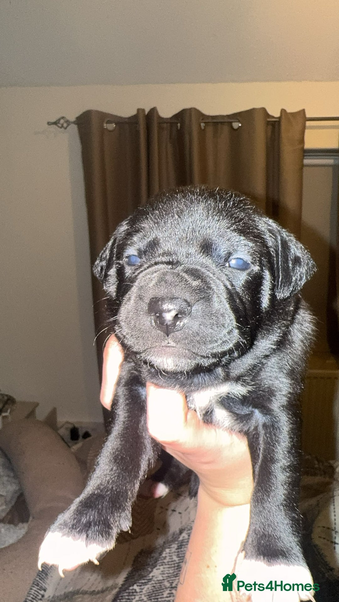 Staffordshire Bull Terrier dogs for sale: Gorgeous staffy puppies  - Advert 13