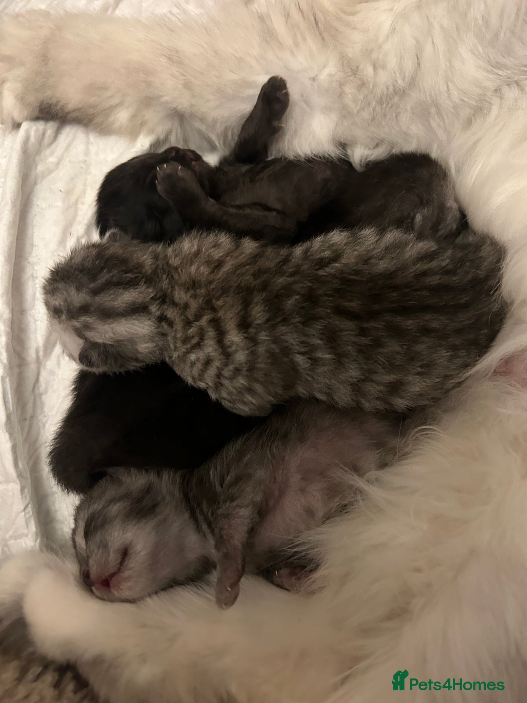 Persian cats for sale: PERSIAN KITTENS FOR SALE - Advert 5