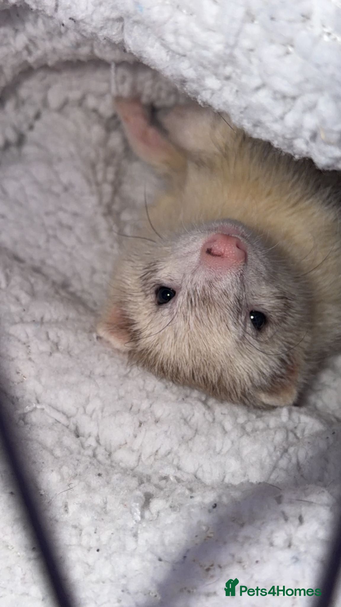 Ferret rodents Jill ferret  - Advert 8