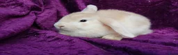 Mini Lion Lop rabbits for sale: Mini lion head lop  - Advert 24