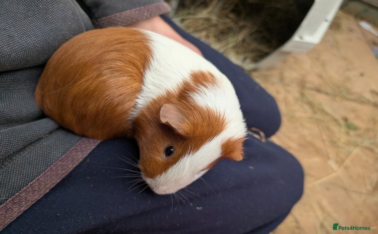 Guinea Pig rodents - Advert 1