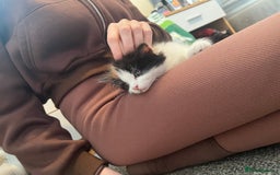 Mixed Breed cats for sale: Calio Kitten Female 2 Months Old - Image 5