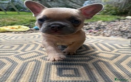 French Bulldog dogs for sale: Beautiful frenchie pups in Leeds - Image 29