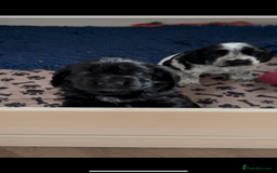 Cocker Spaniel dogs for sale: Gorgeous black boy looking for his forever family - Advert 7